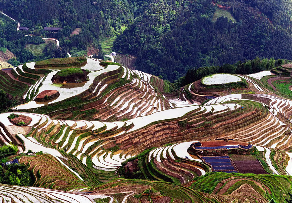 Longsheng Terraced Fields