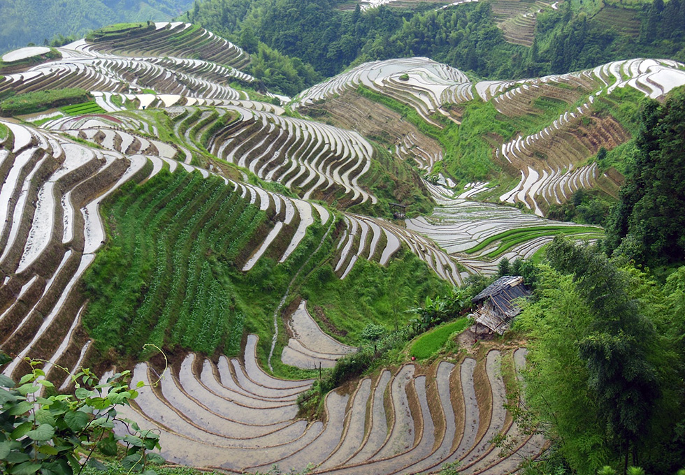 Longsheng Terraced Fields