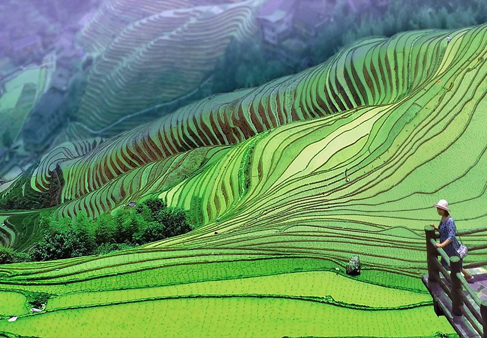 Longsheng Terraced Fields