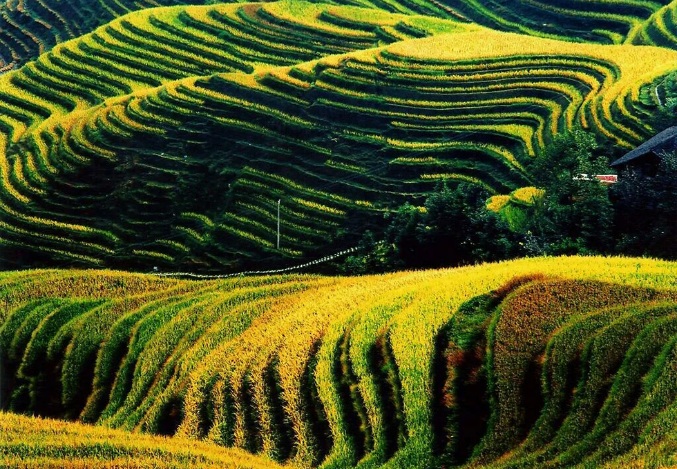 Longsheng Terraced Fields