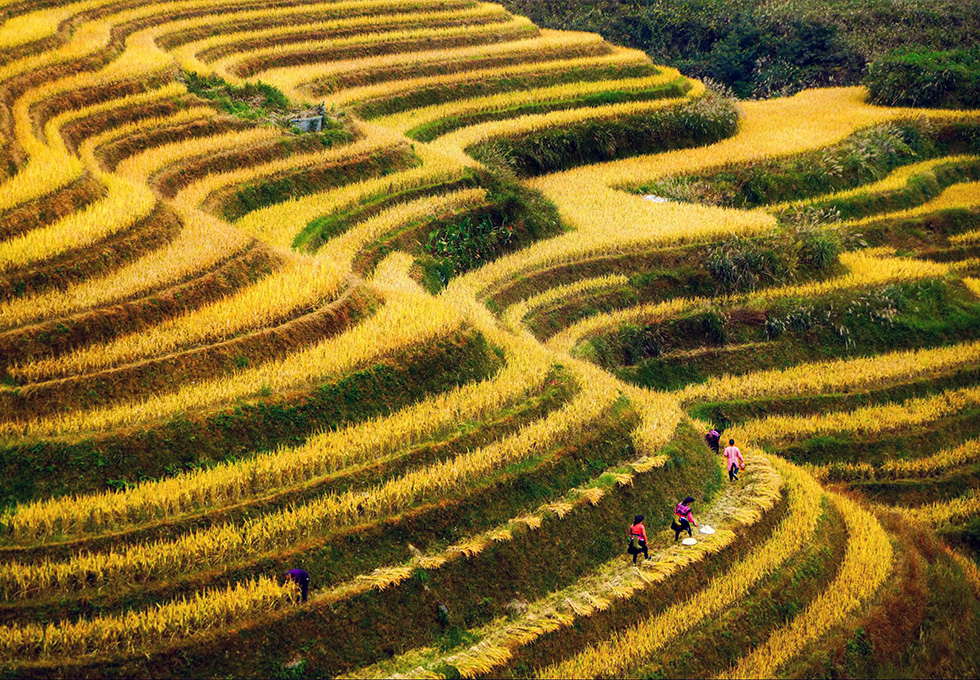 Longsheng Terraced Fields