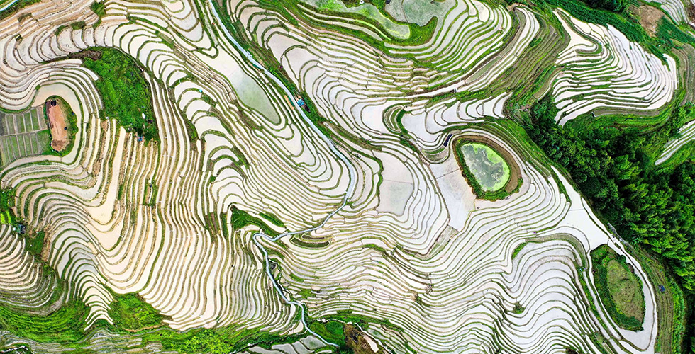 Longsheng Terraced Fields