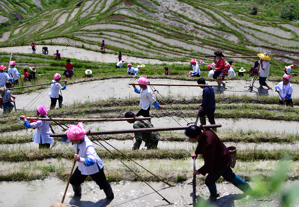 Longsheng Terraced Fields