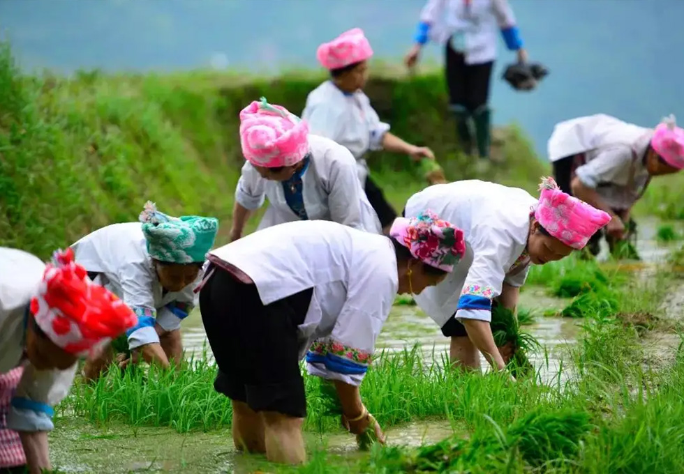 Longsheng Terraced Fields