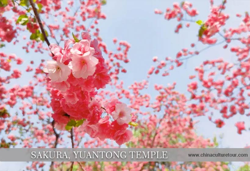 best time to visit Kunming