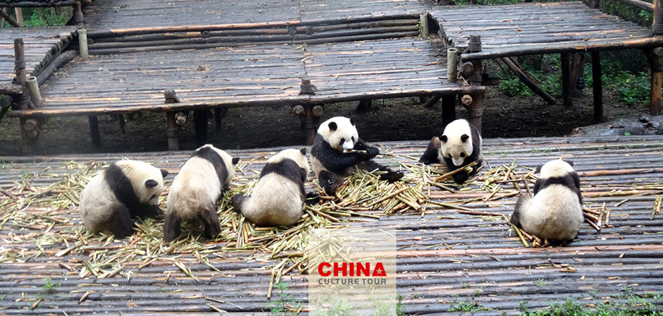 Chengdu Panda Breeding Research Center