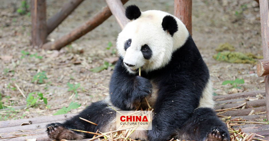 Chengdu Panda Breeding Research Center