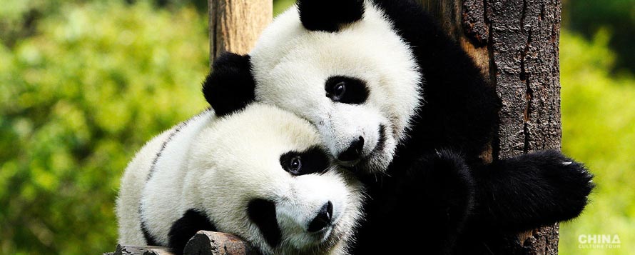 Giant Panda (Ailuropoda melanoleuca)