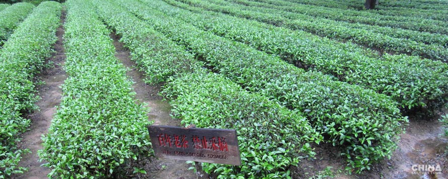 Tea plantation on Wuyi Shan