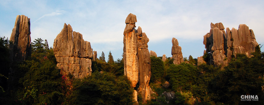 Stone Forest