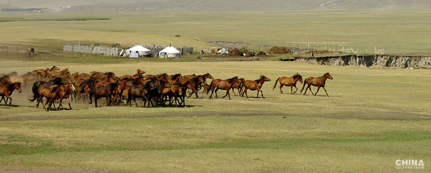 Herd of horses racing across grassland 