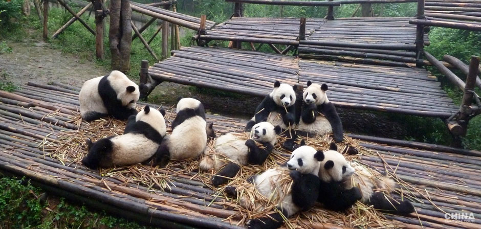 Giant pandas in the reserve