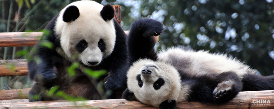 Two giant pandas