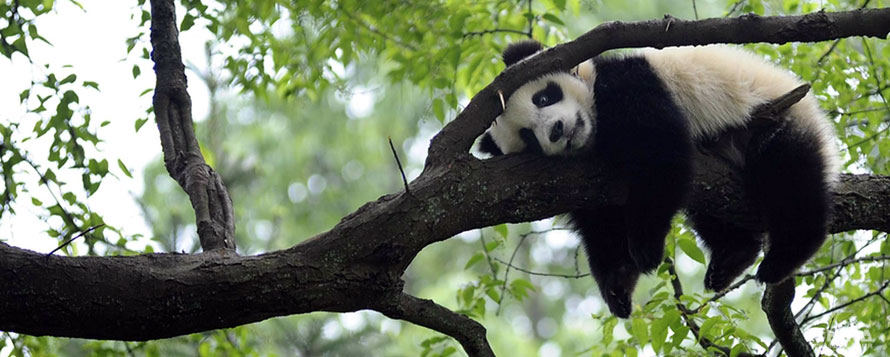 A Panda cub resting on tree brunch