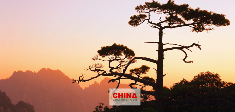 Silhouette of a bizarre pine tree against golden sunset is one of the highlights in Huangshan Scenic Area
