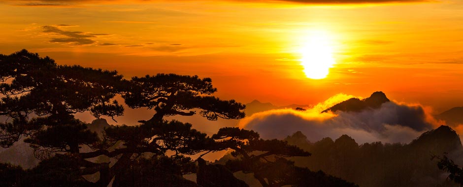 Silhouette of a bizarre pine tree against golden sunset is one of the highlights in Huangshan Scenic Area