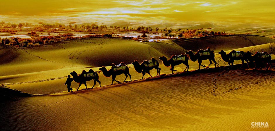 Camel riding into the desert of Taklamakan