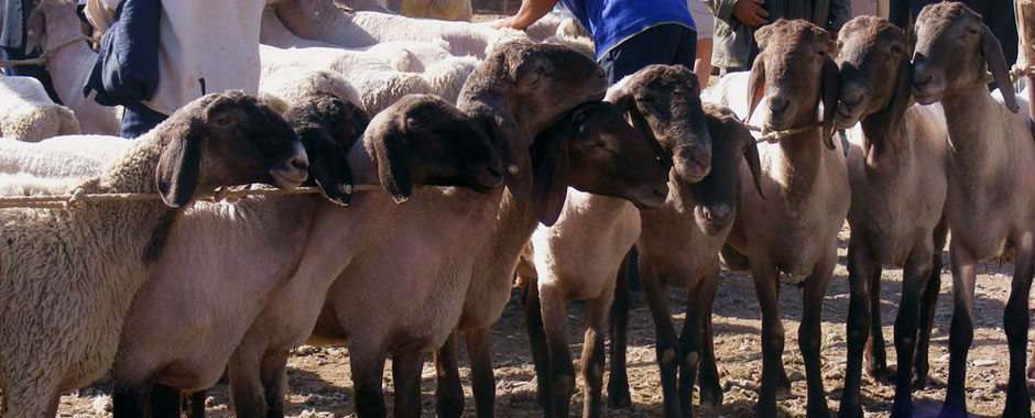 Sunday Livestock Bazaar in Kashgar