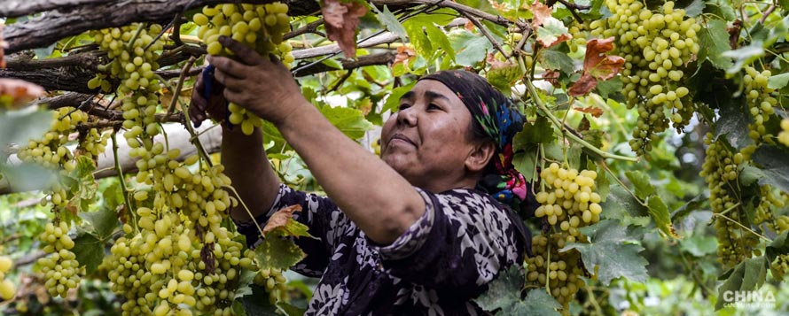 Local picking grapes