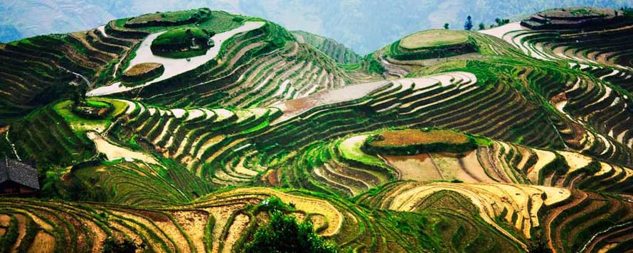 Longji rice terrace