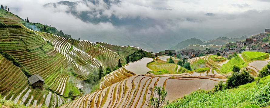 Longji rice terrace