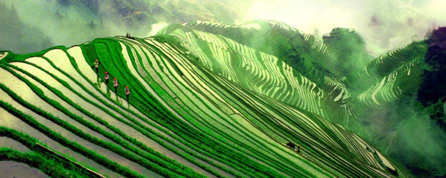 Local farming on emerald terraced hills