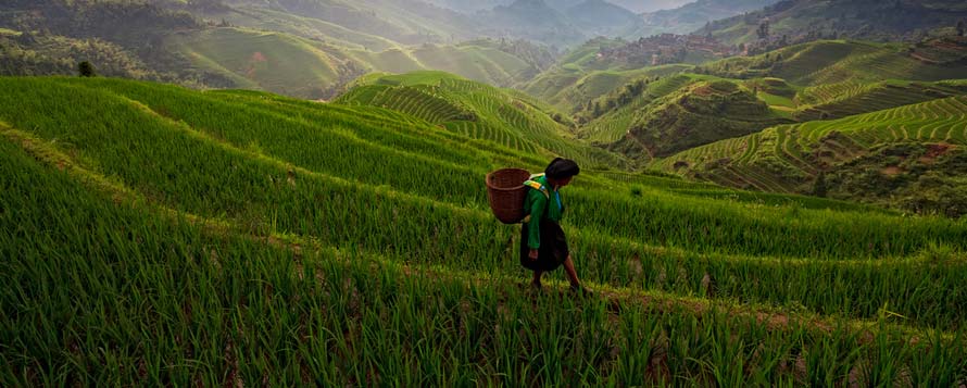Local walk the emerald rice terraces of Longsheng