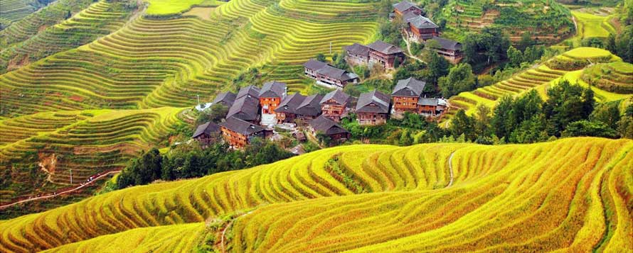 Golden steps of Longji rice terrace embracing a cluster of ancient wooden stilted houses