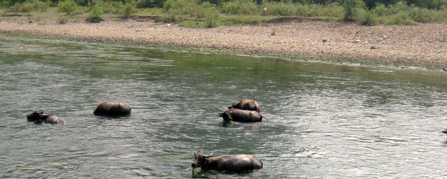 Water buffalo herds in the river