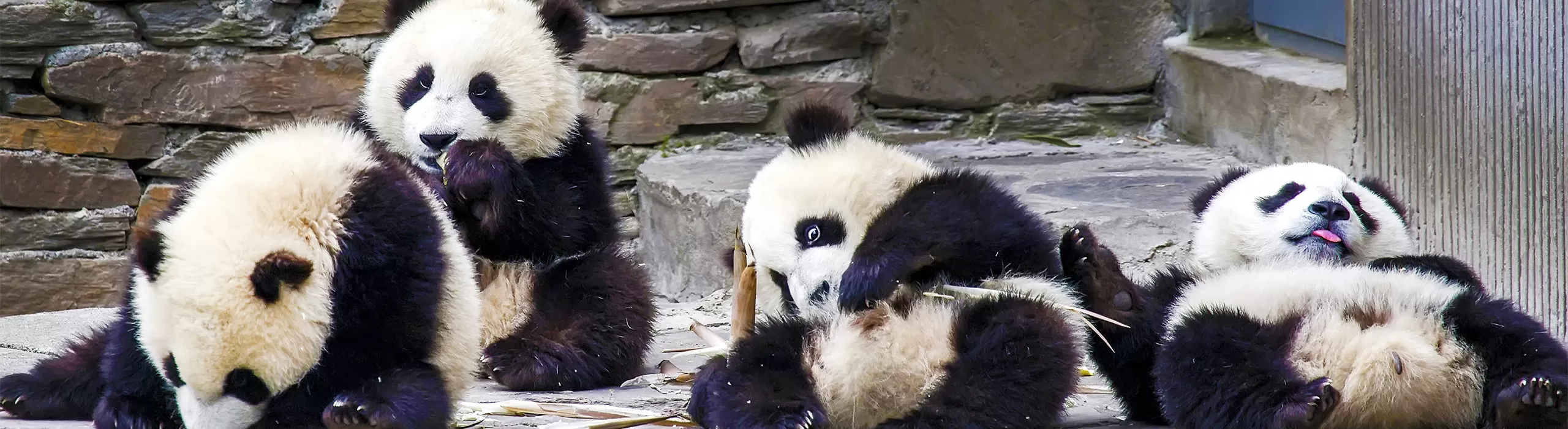 Chengdu Panda Tours