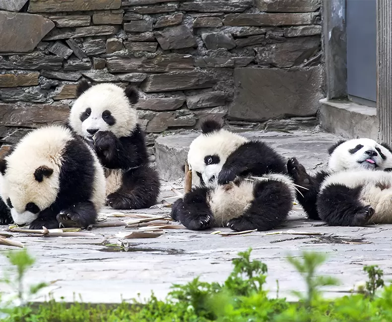 Chengdu Panda Tours