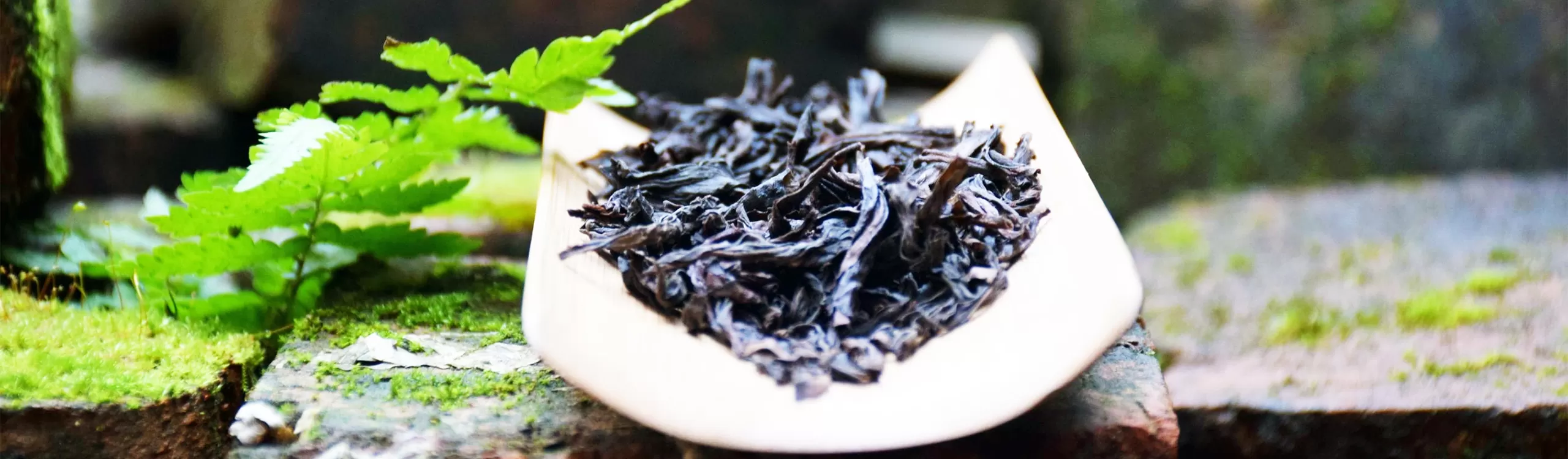 Fujian Tea Tours