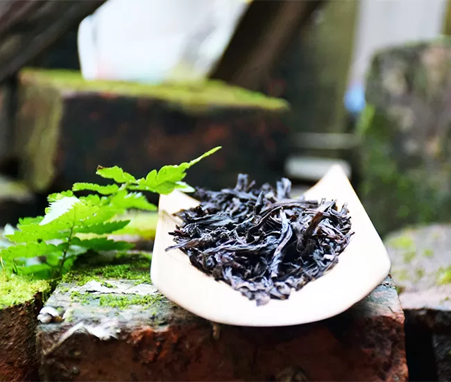 Fujian Tea Tours