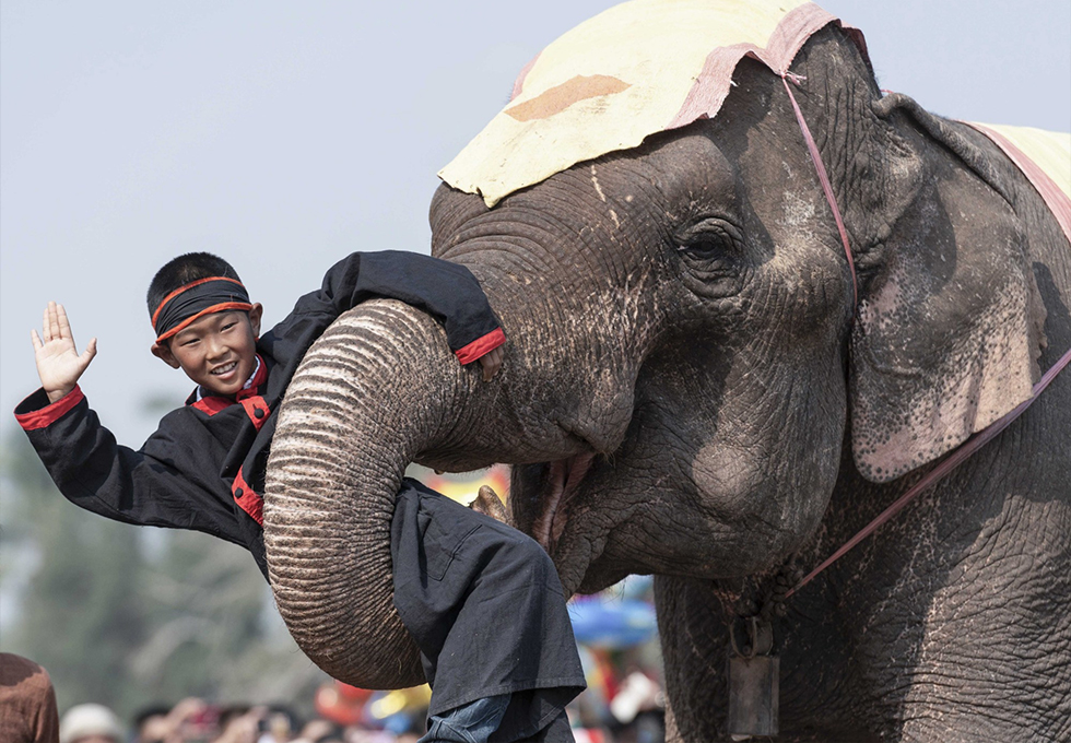 Play with Elephant