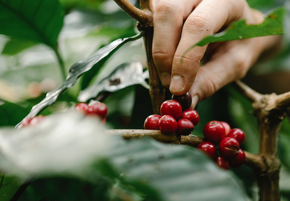 Coffee Plantation