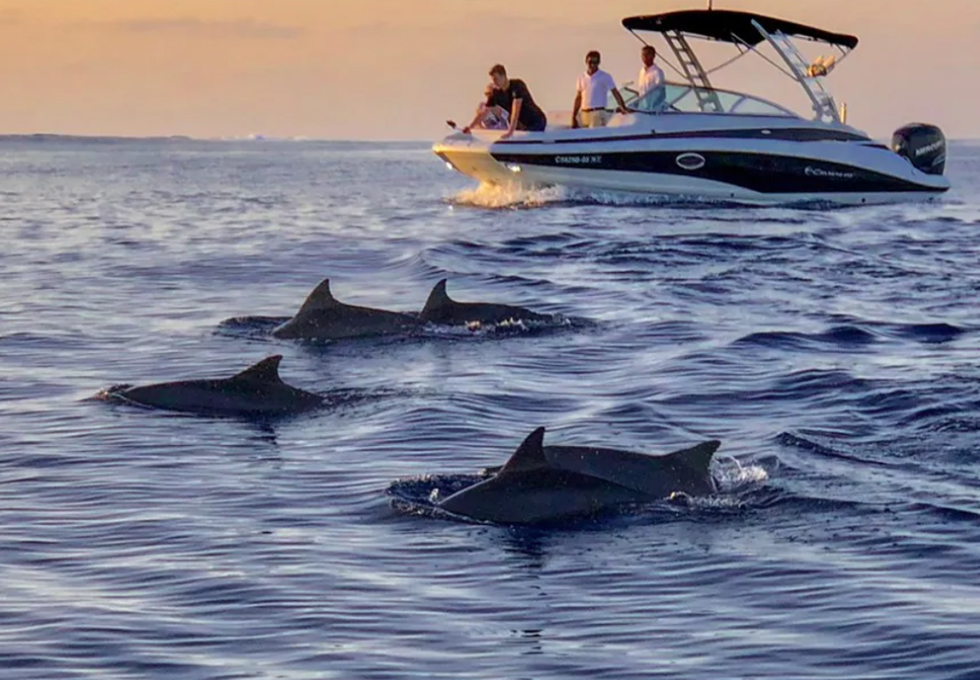 Watching dolphins