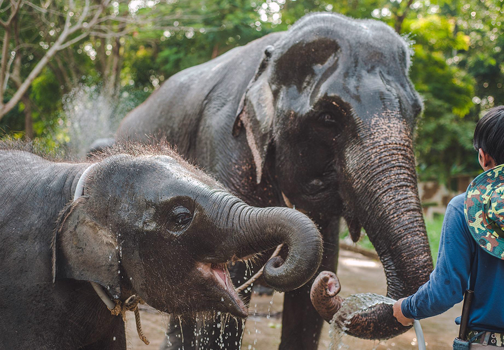 Elephant Jungle Sanctuary