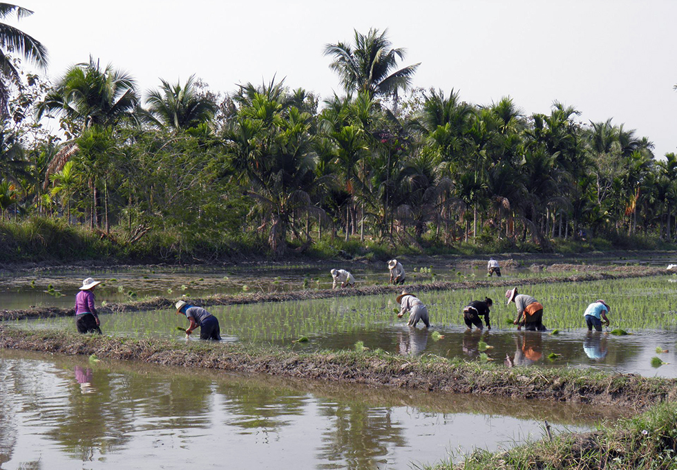 Rice Fields