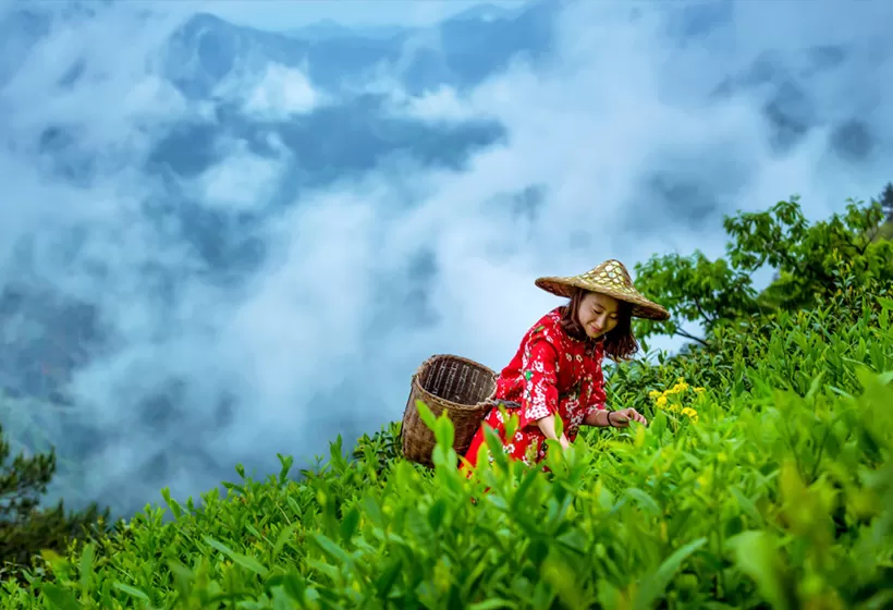 A Tea Journey to South China