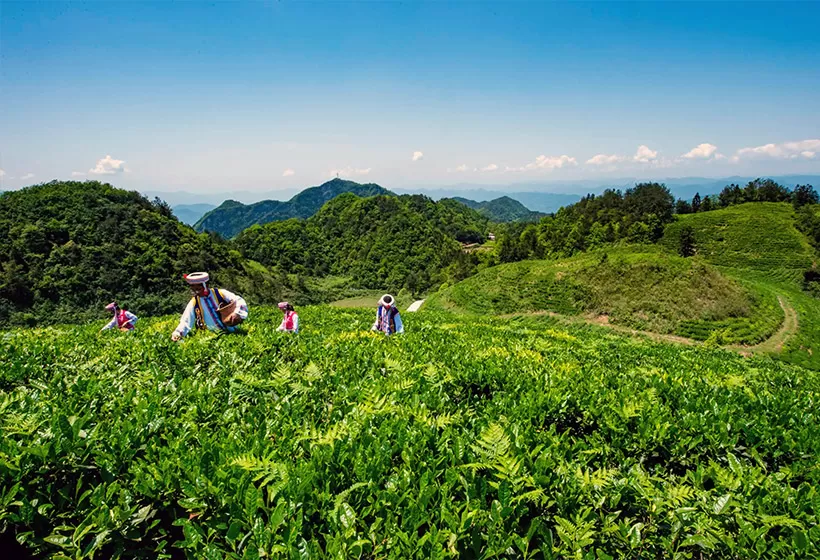 A Tea Journey to East China & Zhangjiajie