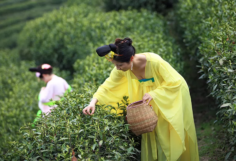 4 Days Zhangjiajie Tea Culture Tour