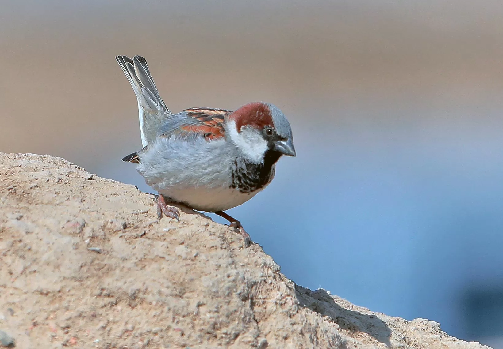 Xinjiang Birding Travel Itineraries