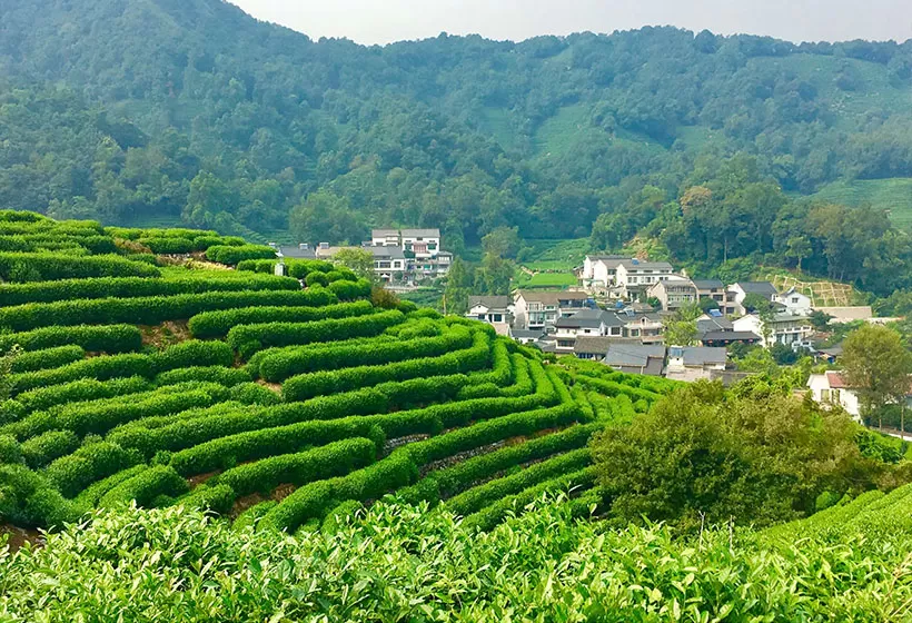 Longjing Village and Longjing Tea