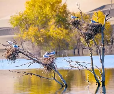 Xinjiang Birding Tour