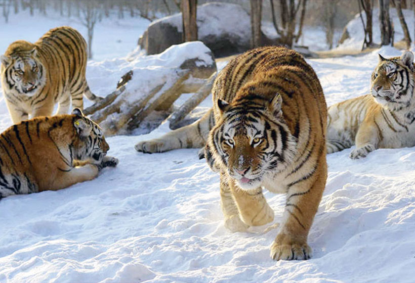 Siberian Tiger Park