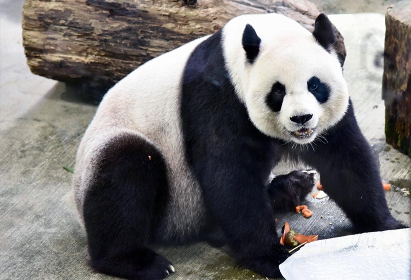 2 Days Chengdu Itinerary